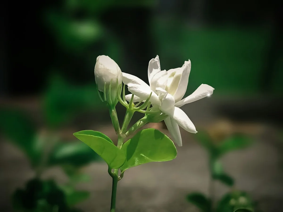 Representative perfume store photography for the fictional product Jasmine After Note